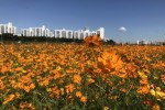 하천변 초화단지 조성(안양천 황화코스모스) 3.JPG