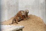 호랑이2.jpg