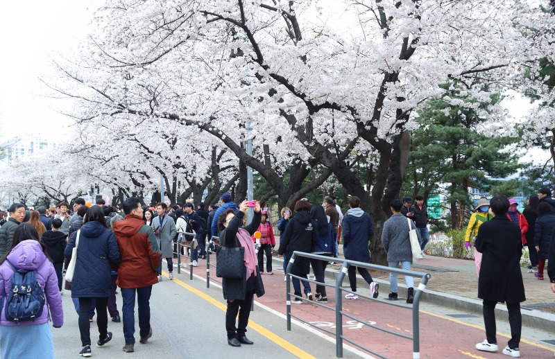 제15회 영등포 여의도 봄꽃축제3.jpg