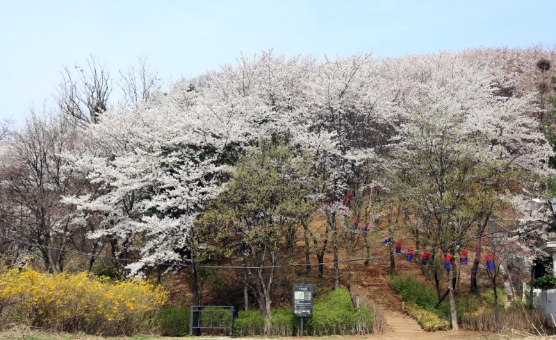 구로구 벚꽃축제 자료사진(오류1동_청사초롱벚꽃)3.JPG