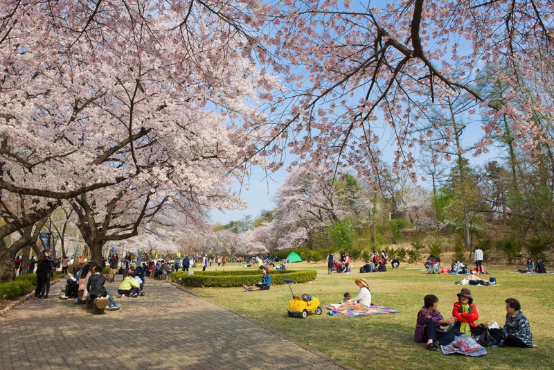 서울어린이대공원 벚꽃축제2.jpg