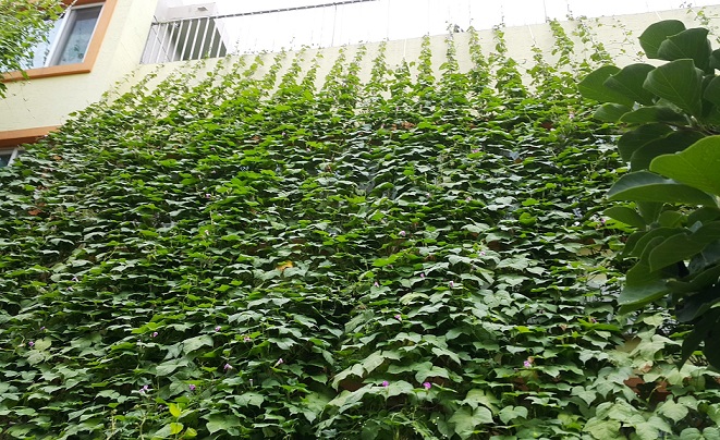 관악구 그린커튼2.jpg