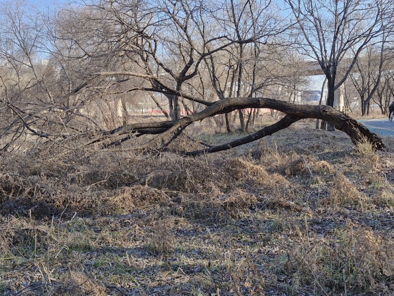 0305생태경관보전지역 내 버드나무.jpeg